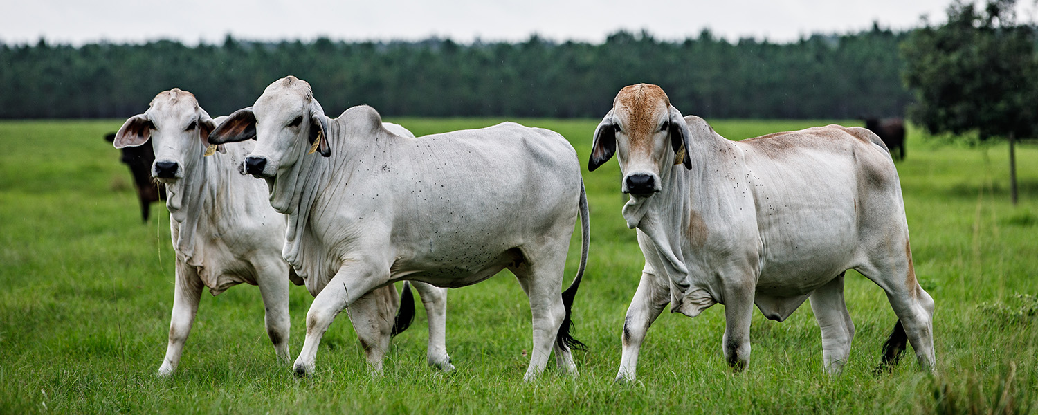 Breed History_Header_ABA_Barthle Brothers Ranch_5D Laura_004
