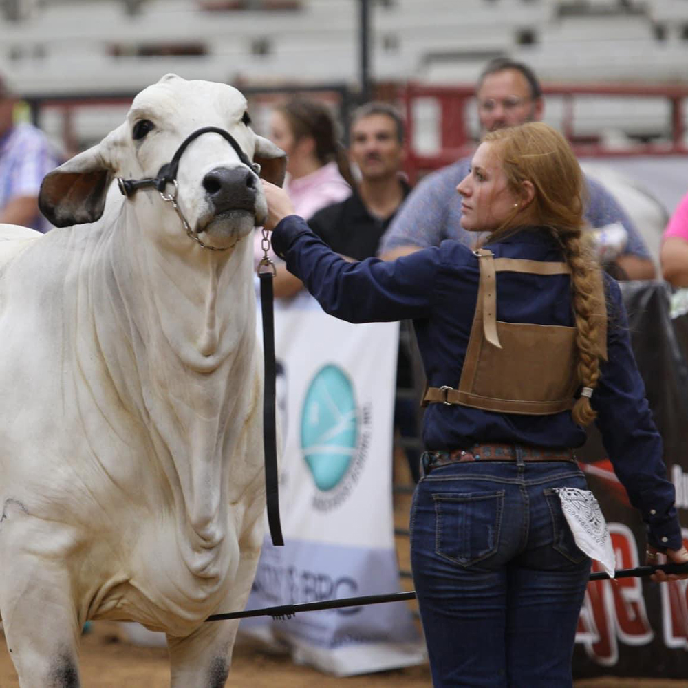 Louisiana ABBA Hoodie - Adult - National Brahman Show