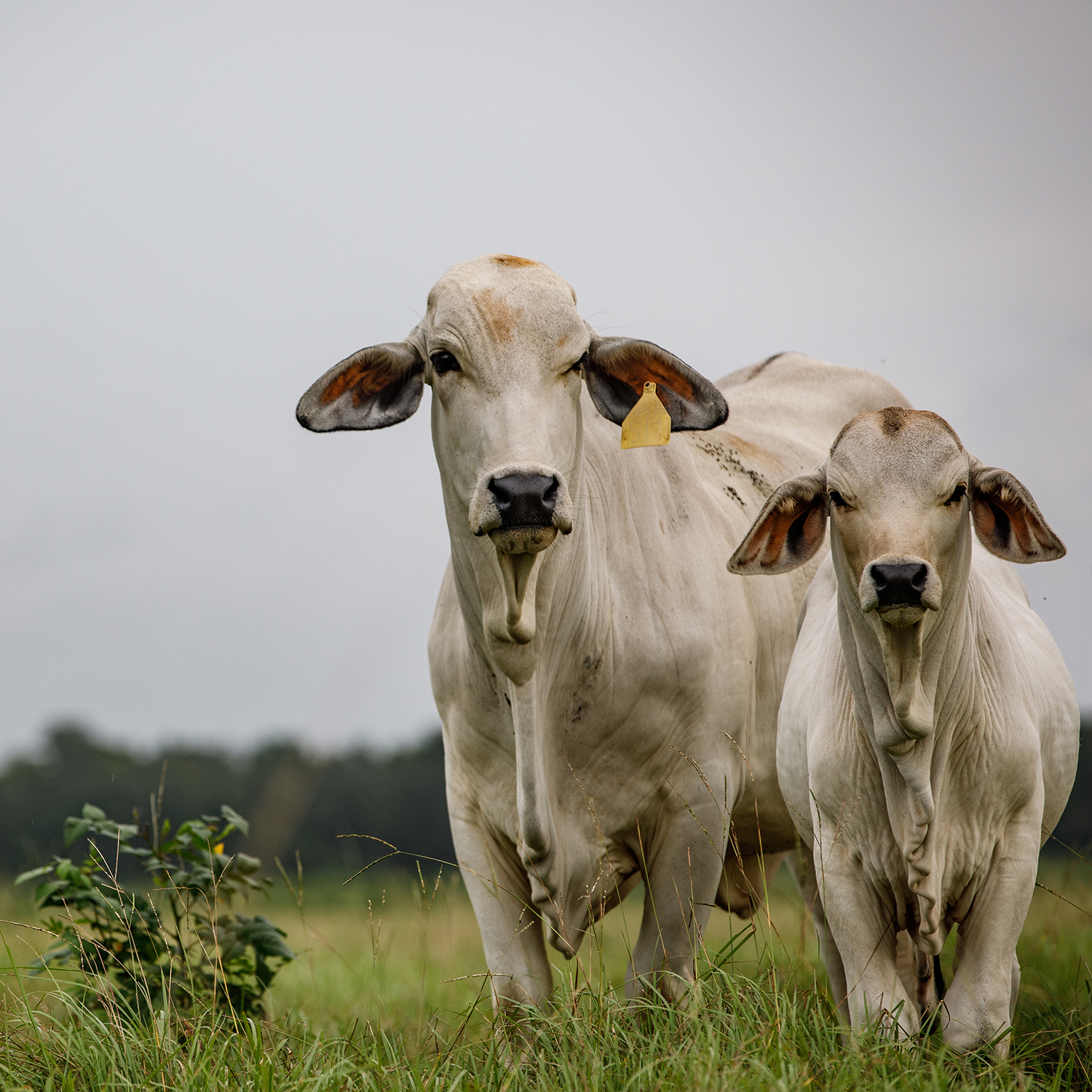 https://brahman.org/wp-content/uploads/2020/10/ABA_Barthle-Brothers-Ranch_5D-Laura_011_square.jpg