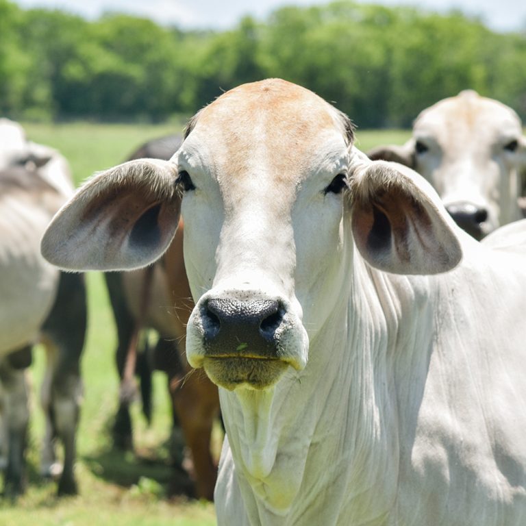 Brahman